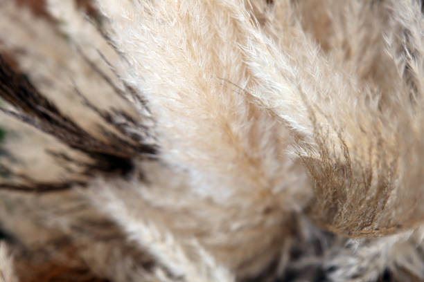 Pampas grass - Cortaderia selloana