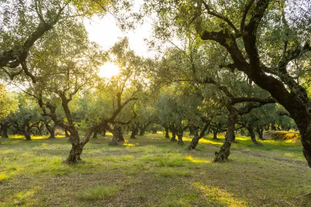 Greece, Zakynthos, Sunlight shining through mystic olive tree grove