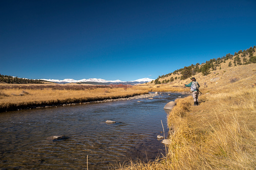A senior woman fly-fishing in the South Platte located in Park County, Colorado.  Fall colors are just starting to show.  She is alone in the tranquil environment.