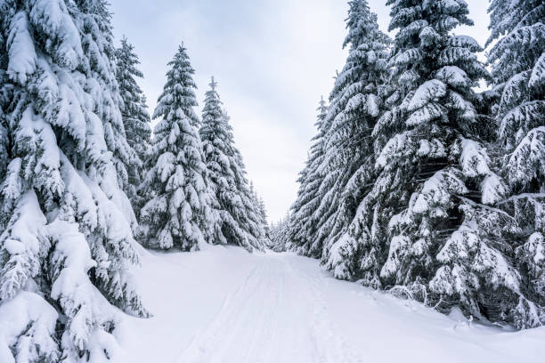 Road through the spruce forest, all covered with snow