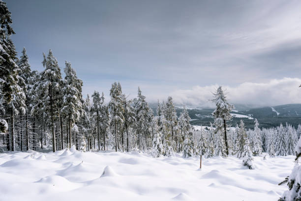 istock Spruce forest covered with snow in a winter mountain landscape 1095022520