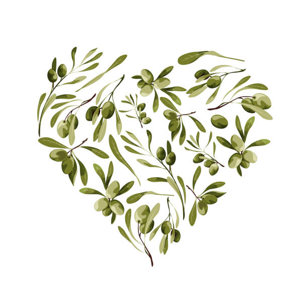 ilustrações de stock, clip art, desenhos animados e ícones de vector garden heart shape background with olive tree for st valentines day with love symbol - olive tree tree olive leaf