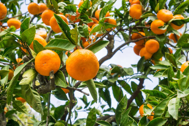 istock Close up of ripe tangerines hanging from tree branches 1095023058