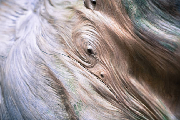 Close up of a redwood tree wood burl, Big Basin State Park, California Close up of a redwood tree wood burl, Big Basin State Park, California sequoia sempervirens stock pictures, royalty-free photos & images
