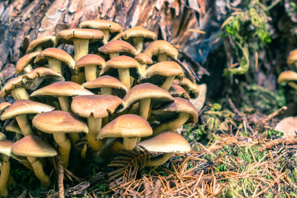 Sulphur tuft (Hypholoma fasciculare) mushrooms growing at the base of a tree, Big Basin State Park, Santa Cruz mountains, San Francisco bay, California