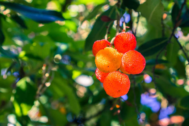 Ornamental Strawberry tree (Arbutus unedo) fruits, San Francisco bay area, California