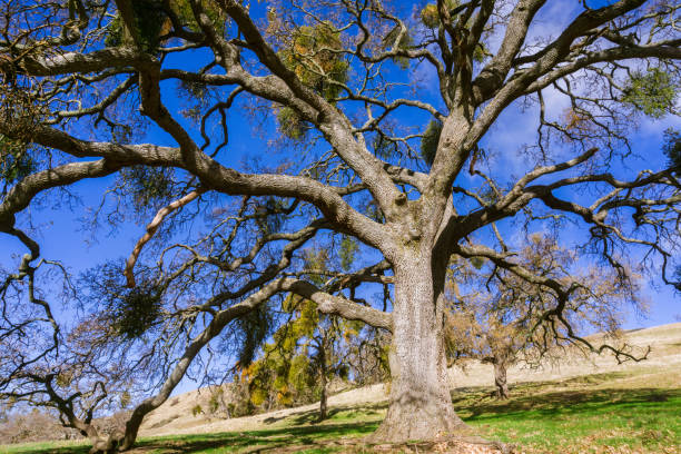 istock Large valley oaks with mistletoe growing on the branches, Sunol Regional Wilderness, San Francisco bay area, California 1095023330