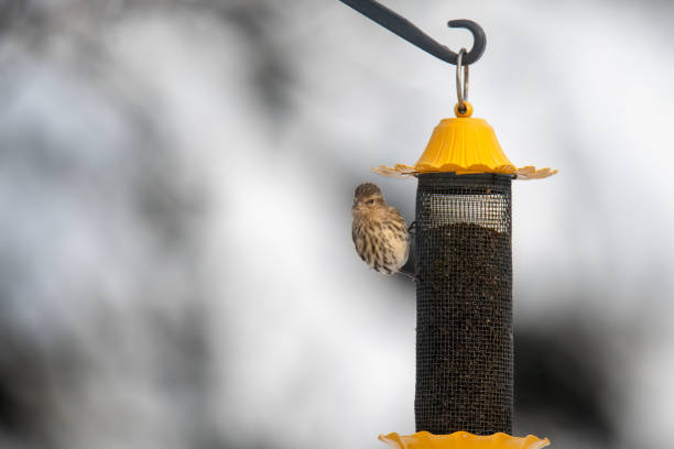 istock Yellow  bird on birdfeeder 1095023562