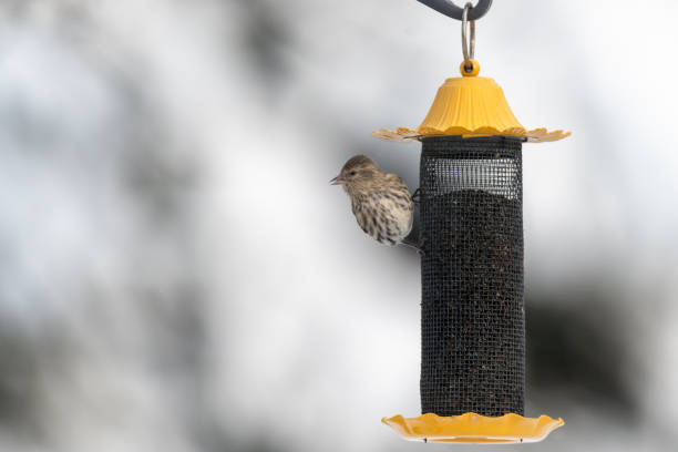 istock Yellow  bird on birdfeeder 1095023566