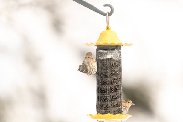 istock Yellow  bird on birdfeeder 1095023606