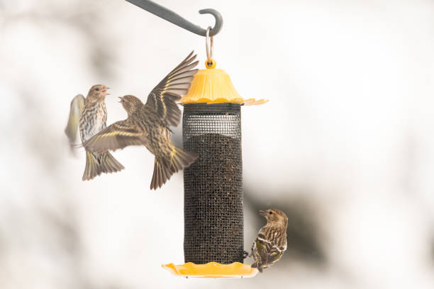 istock Yellow  bird on birdfeeder 1095023778