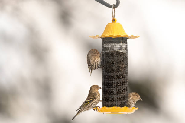 istock Yellow  bird on birdfeeder 1095023902