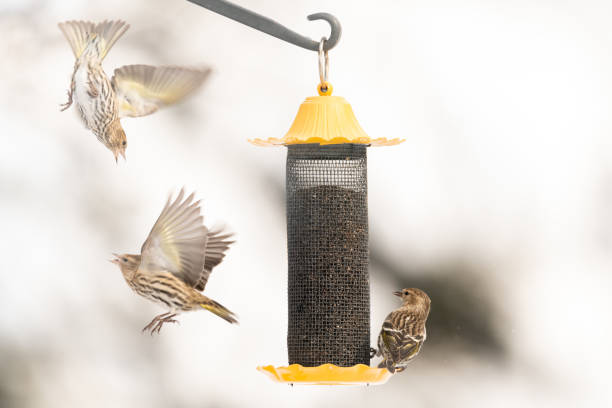 istock Yellow  bird on birdfeeder 1095025118