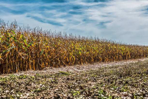 istock View of cornfield farmland, sky with clouds as background 1095026080