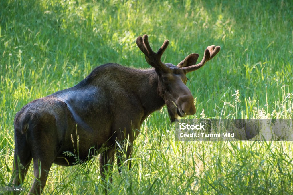 Un orignal mâle debout dans les hautes herbes - Photo de Animal mâle libre de droits