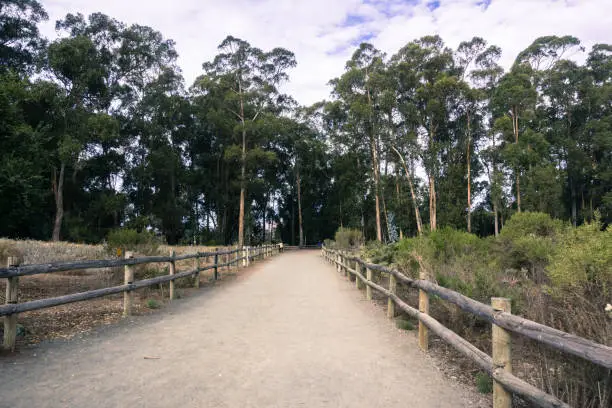Photo of Walking path through an Eucalyptus tree grove in Pismo Beach, California where Monarch Butterflies migrate every winter; the Eucalyptus trees were introduced in the USA and are considered invasive