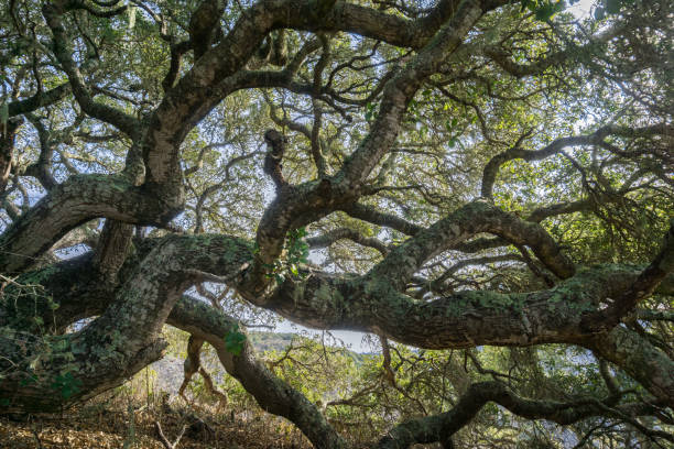 istock Coastal live oak (Quercus agrifolia) stretching its branches parallel to the ground, Montana de Oro State Park, central California 1095027920