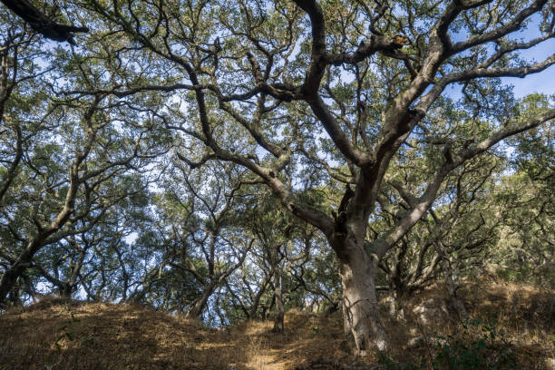 에 몬타나 드 오로 주립 공원, 중앙 캘리포니아 해안 숲의 참나무 (quercus agrifolia)를 통해 하이킹 - twisted branch tree california 뉴스 사진 이미지