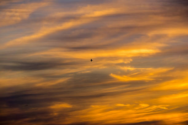 istock Flying seagull on a colorful sunset sky background 1095028014
