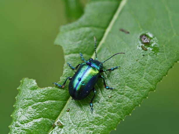 istock Green sorrel beetle on sorrel plant 1095028170