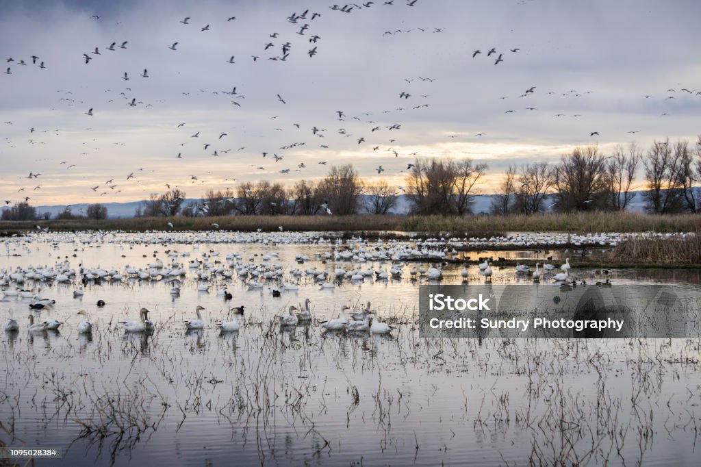 Flocks of snow geese resting in the shallow ponds of Colusa Wildlife Refuge; Sacramento National Wildlife Refuge, California Delta Stock Photo