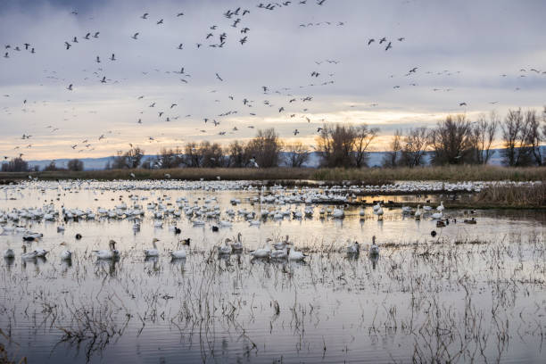 Flocks of snow geese resting in the shallow ponds of Colusa Wildlife Refuge; Sacramento National Wildlife Refuge, California Flocks of snow geese resting in the shallow ponds of Colusa Wildlife Refuge; Sacramento National Wildlife Refuge, California national wildlife reserve stock pictures, royalty-free photos & images