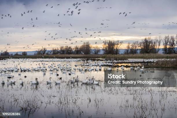 Flocks Of Snow Geese Resting In The Shallow Ponds Of Colusa Wildlife Refuge Sacramento National Wildlife Refuge California Stock Photo - Download Image Now