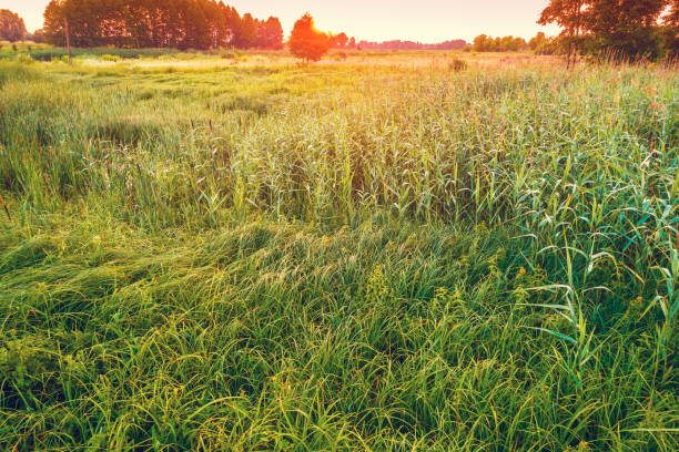 istock Rural landscape, green field in summer evening 1095028524