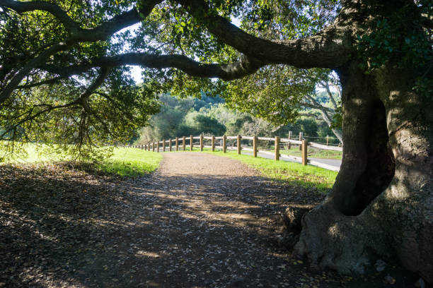 istock Old live oak tree stretching its branches over a walking trail, Rancho San Antonio County Park, south San Francisco bay, Cupertino, California 1095029710