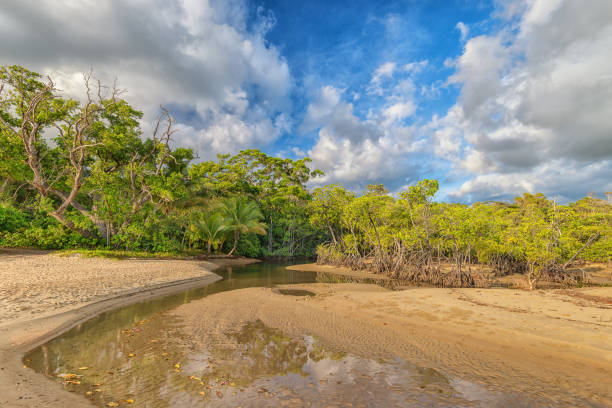 istock Cow Bay Beach, Queensland, Australia 1095030772
