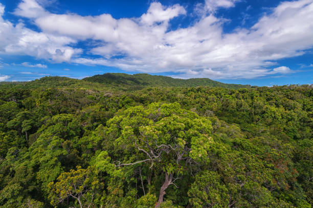 Green tropical thickets against the blue sky with white clouds