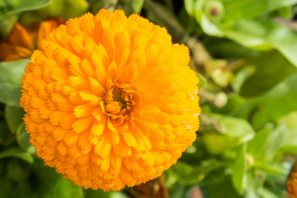 istock Close up of blooming orange Calendula 1095030846