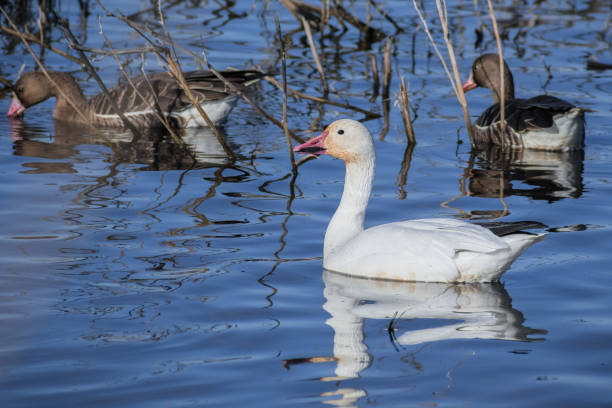 London's Royal Parks are rich in wildlife which are active throughout the year but arguably seen at their best against the attractive rich coloured backdrop which autumn brings. This includes a variety of birds such as crows, coots and ducks.