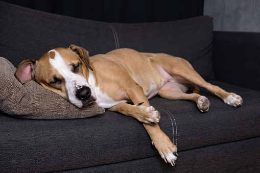 Portrait of staffordshire terrier resting on a sofa in cozy living room