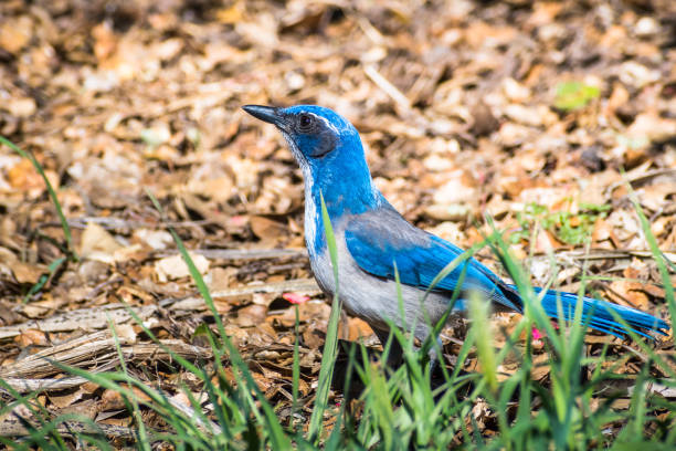 istock California Scrub Jay (Aphelocoma californica) on the ground, looking for insects 1095031904