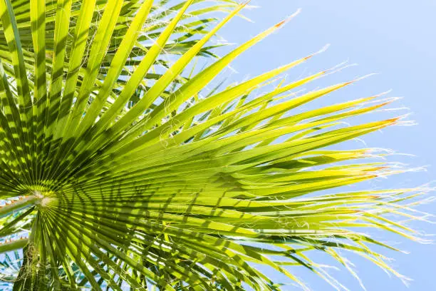 Photo of Fan Palm Tree (Washingtonia filifera) leaves on a blue sky background