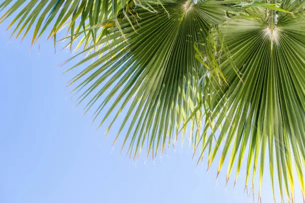 Photo of Fan Palm Tree (Washingtonia filifera) leaves on a blue sky background