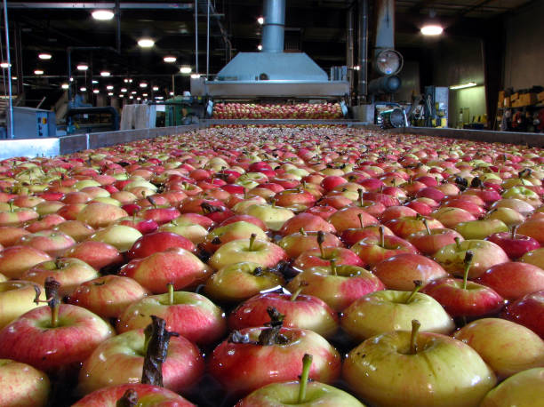 istock Apples floating in water being washing in Packing Warehouse 1095032176