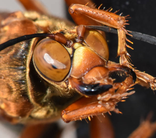 istock Close up of a Cicada Killer Wasp or Cicada Hawk. 1095033826