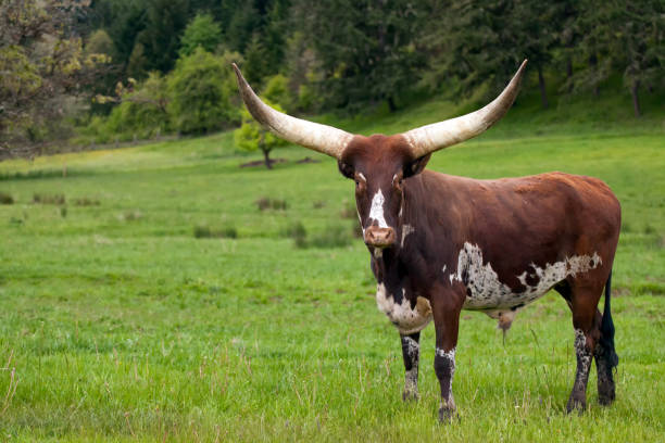 mucca ankole watusi longhorn in verde telecamera rivolta al pascolo - texas longhorn cattle horned cattle farm foto e immagini stock