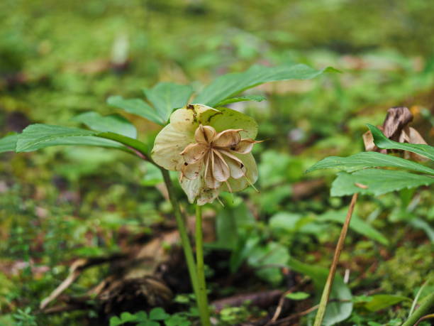 istock withered snow rose with open and seeded bellows 1095033966