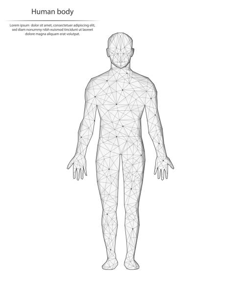 abstrakcyjny obraz ludzkiego ciała w postaci linii i kropek, składający się z trójkątów i kształtów geometrycznych. niskie tło wektora poli. - anatomical model stock illustrations