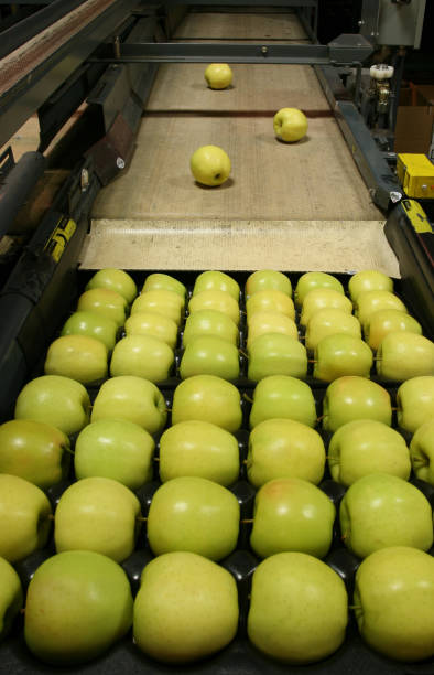istock Golden Delicious apples being packed in a fruit packaging warehouse 1095034232