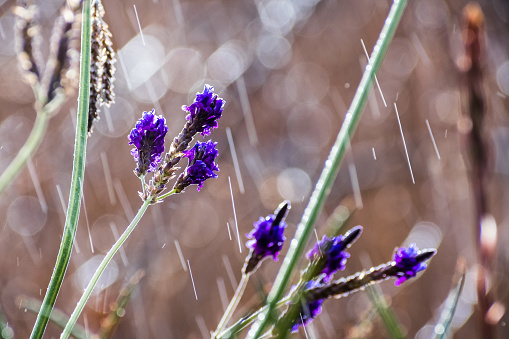 Lavender flowers illuminated by a little bit of sun while still raining; blurred background