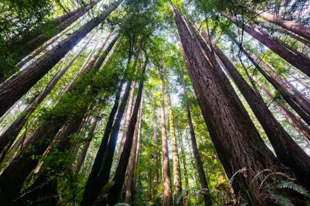 Photo of Redwood trees (Sequoia Sempervirens) in the forests of Henry Cowell State Park, Santa Cruz mountains, San Francisco bay area