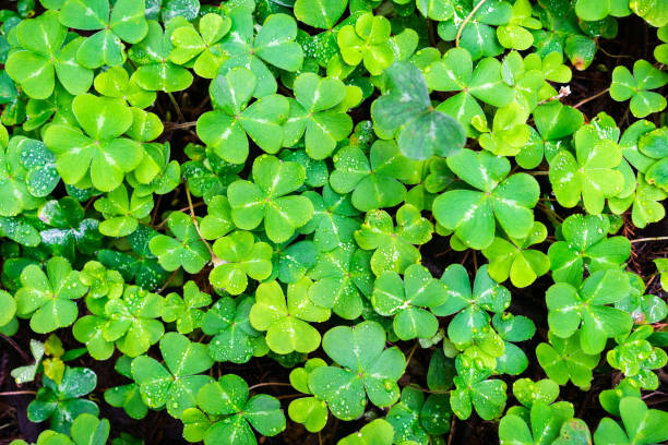 istock Redwood sorrel (Oxalis oregana) covered in morning dew 1095034508