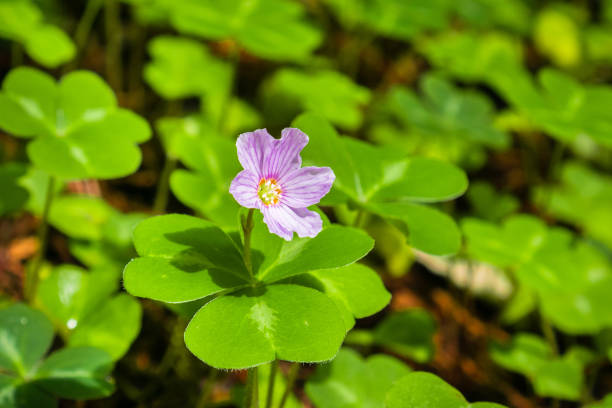 istock Redwood sorrel flower and leaves (Oxalis oregana) 1095034540