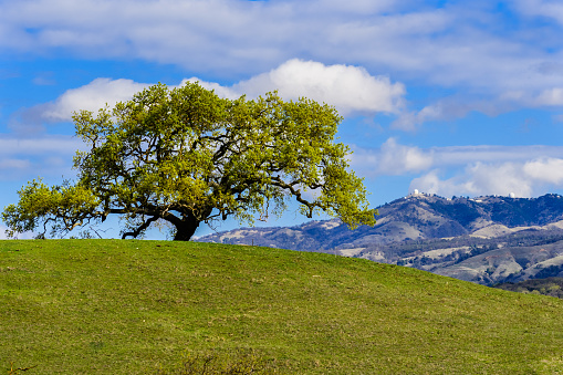 New leaves growing on the branches of a valley oak (Quercus lobata) in springtime; Mt Hamilton in the background, south San Francisco bay area, California