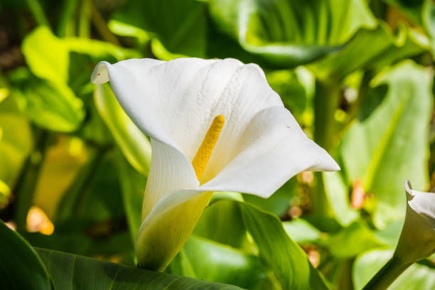 istock Close up of Flowering Calla lily (Zantedeschia aethiopica) 1095034886