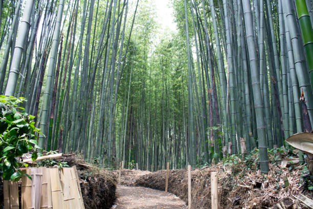istock Bamboo forest of Arashiyama 1095034914